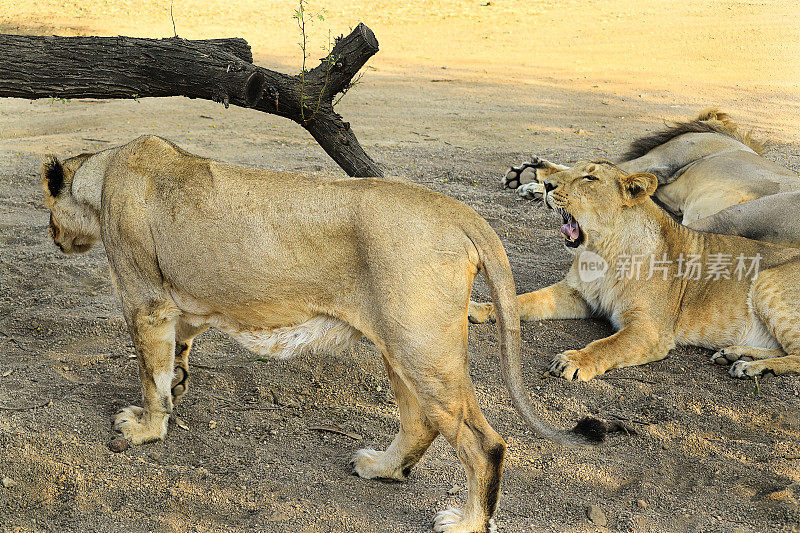 亚洲狮科，狮(Panthera leo persica)亚洲狮是美洲豹。它的活动范围仅限于印度古吉拉特邦的吉尔国家公园和周边地区。野生动物中的家庭狮子